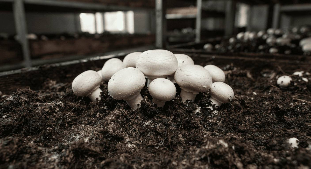 Cultivation of Button Mushrooms: A Step-by-Step Beginner's Guide