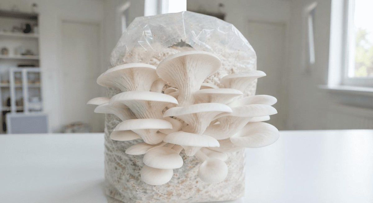 A Guide for Cultivating the Best Pearl Oyster Mushrooms