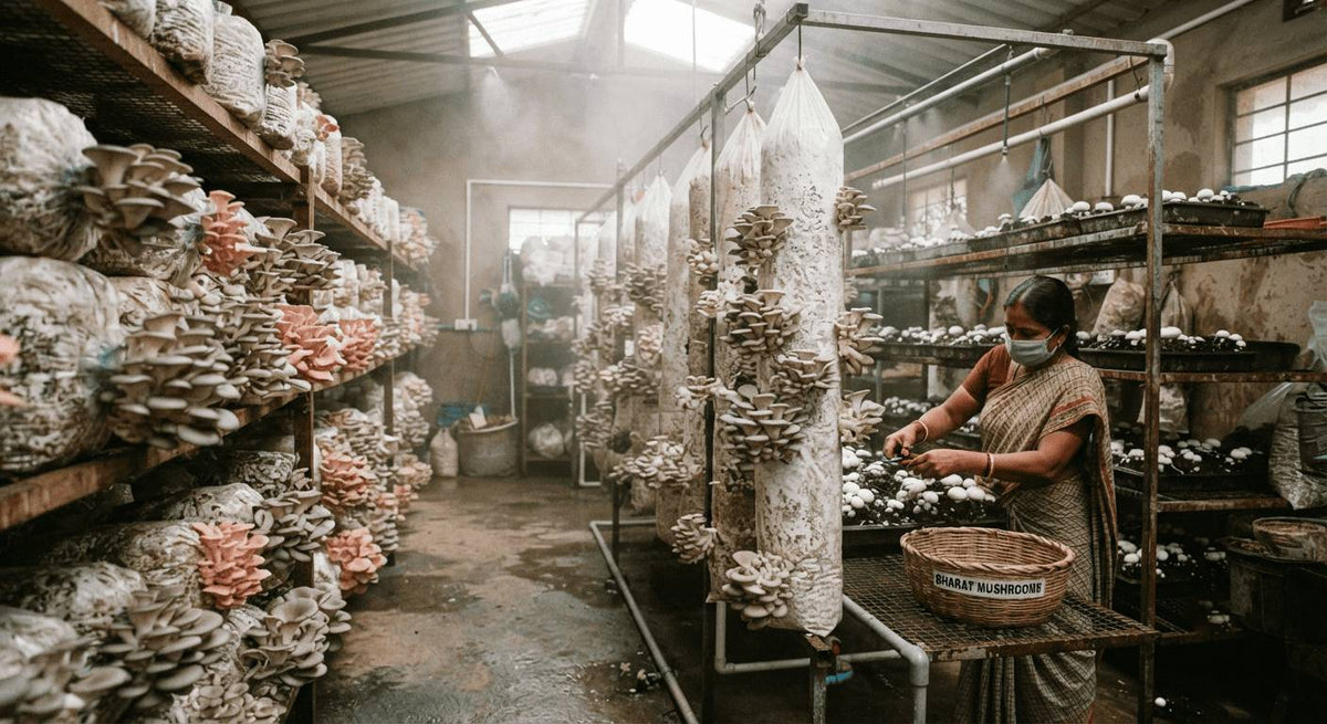 Mushroom Farming Business in India: Cultivation Process, Cost, Profit, Training &amp; More