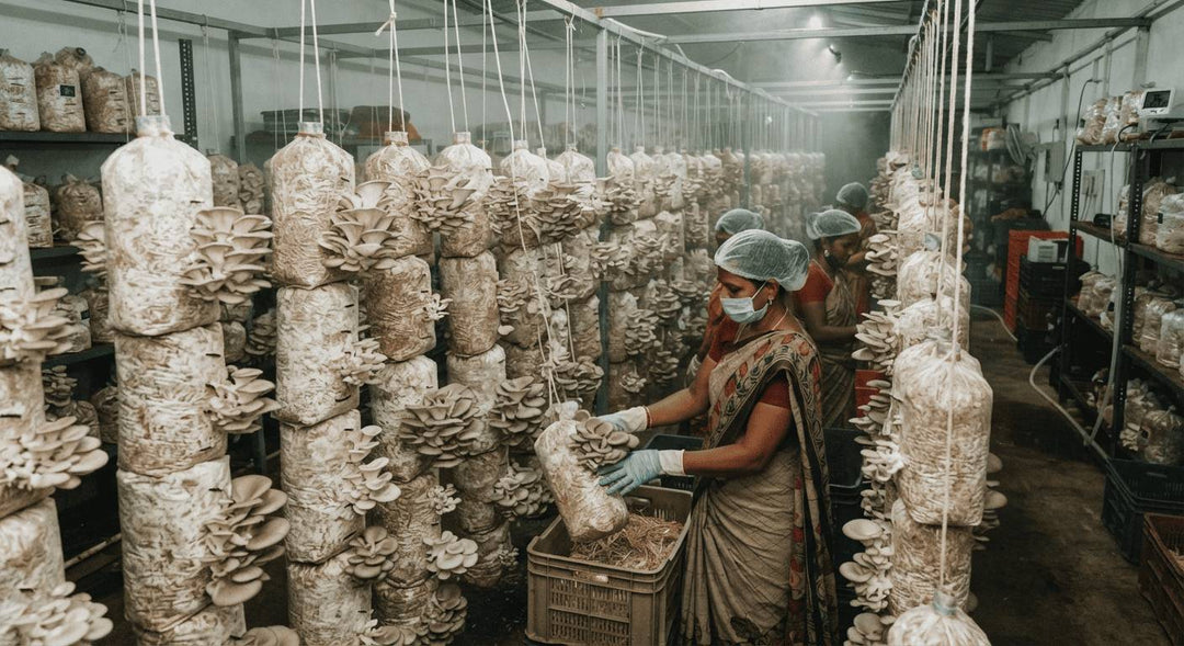 How Profitable is Oyster Mushroom Cultivation in India?
