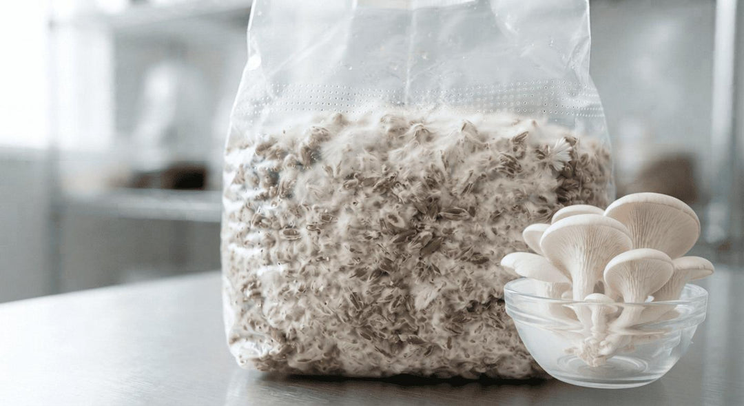 Everything You Wanted to Know About Oyster Mushroom Seeds and Spawn