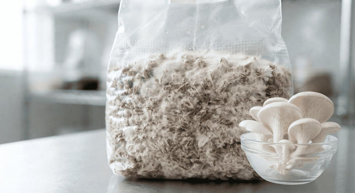 Everything You Wanted to Know About Oyster Mushroom Seeds and Spawn