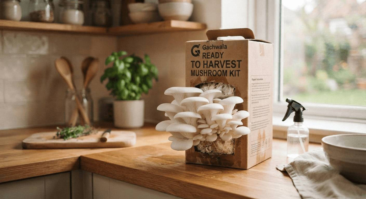 Mushroom at Home Grow Kits: Your Secret to Indoor Garden Success