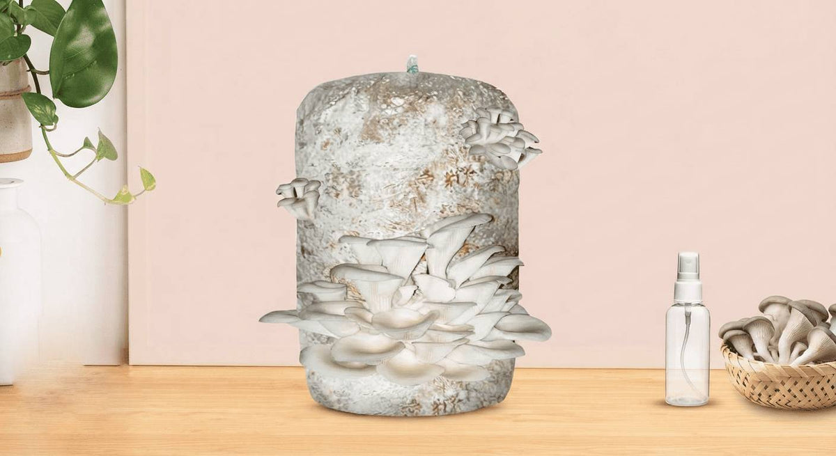 Seed to Supper: Grow Mushrooms Easily at Home