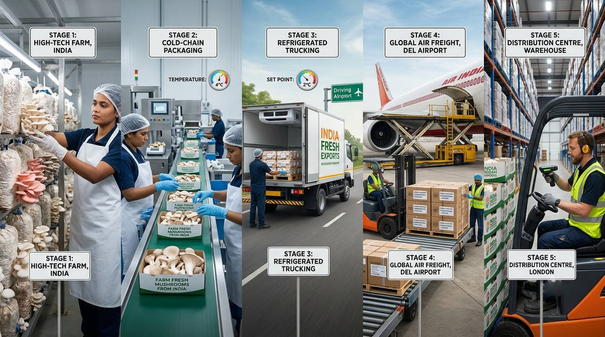 COMPLETE MUSHROOM EXPORT SUPPLY CHAIN: FROM CULTIVATION TO GLOBAL BUYERS