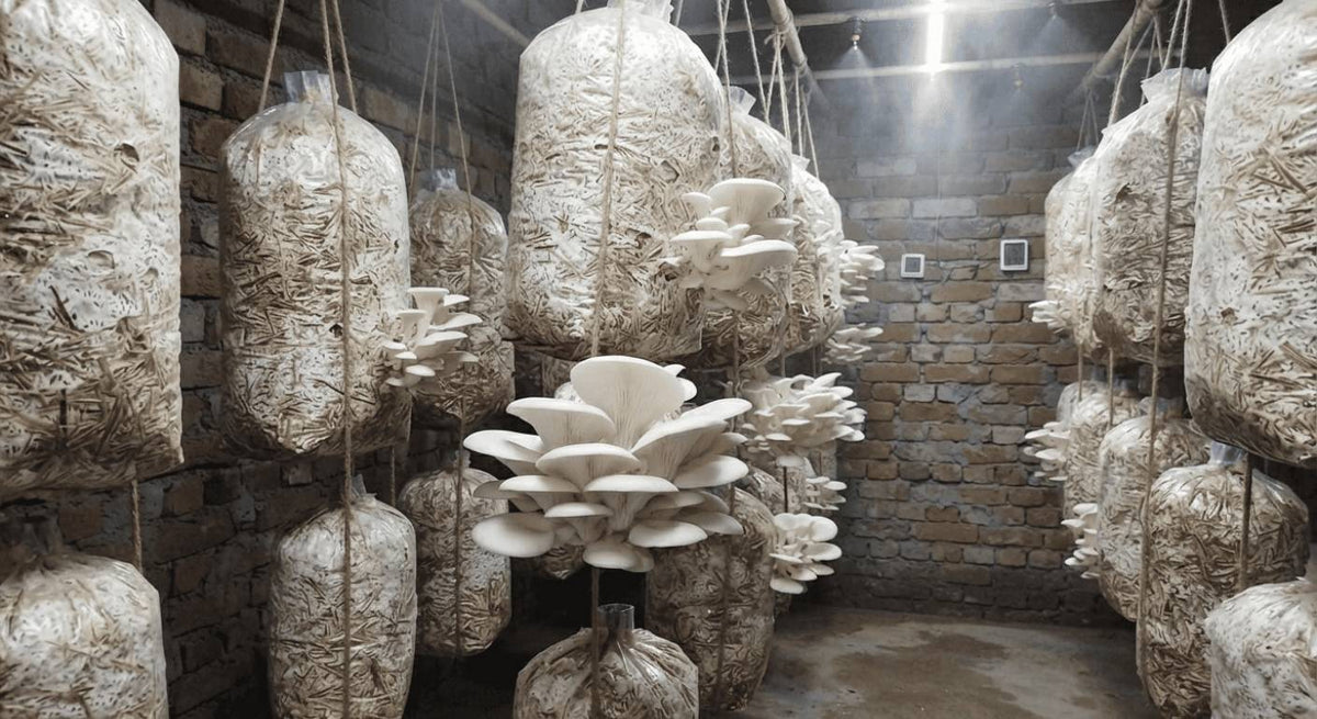 How to Grow Oyster Mushrooms: A Step-by-Step Guide &amp; Tips