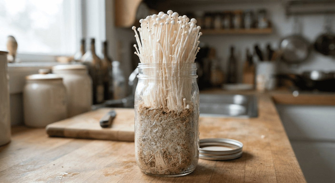 How to Grow Enoki Mushroom Spawn at Home: A Step-by-Step Beginner's Guide