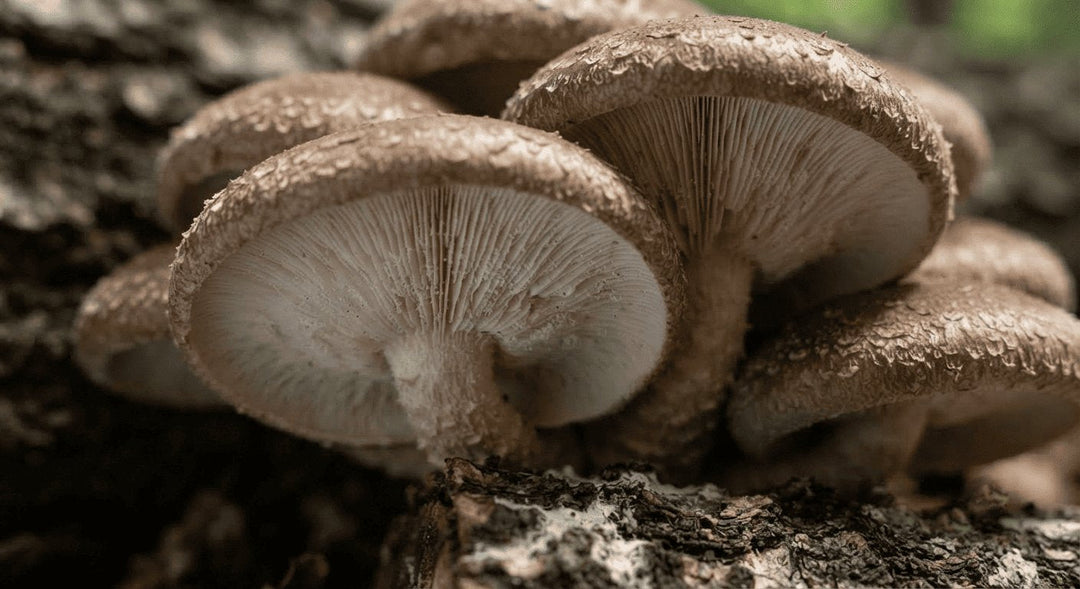 How to Grow Shiitake Mushroom Spawn Successfully at Home &amp; Commercial Scale