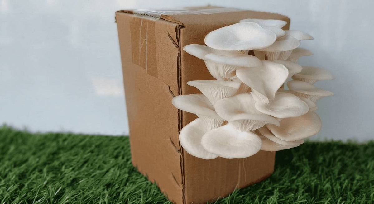 Grow Your Own Mushrooms with Gachwala's Mushroom Growing Kit!
