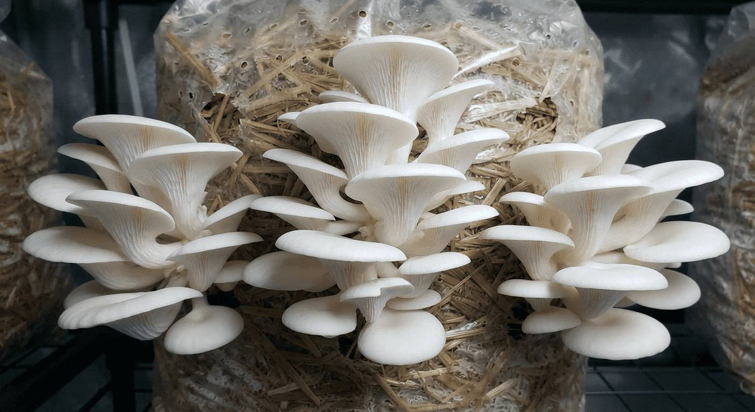 Grow Oyster Mushrooms at Home: A Simple Guide for Beginners