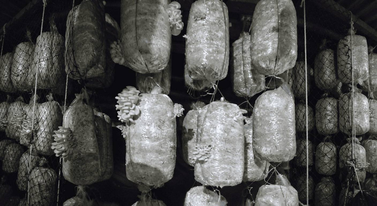 Oyster Mushrooms and Their Magical Properties