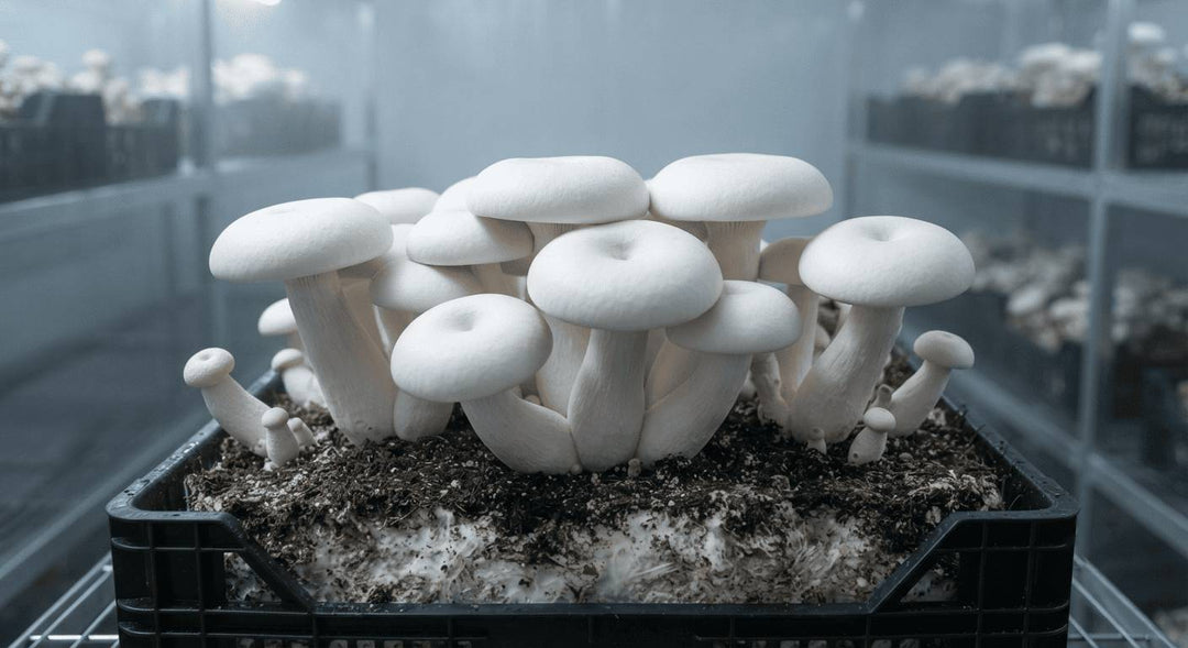 The Ultimate Guide to Growing Milky Mushrooms: Step-by-Step Procedures and Tips