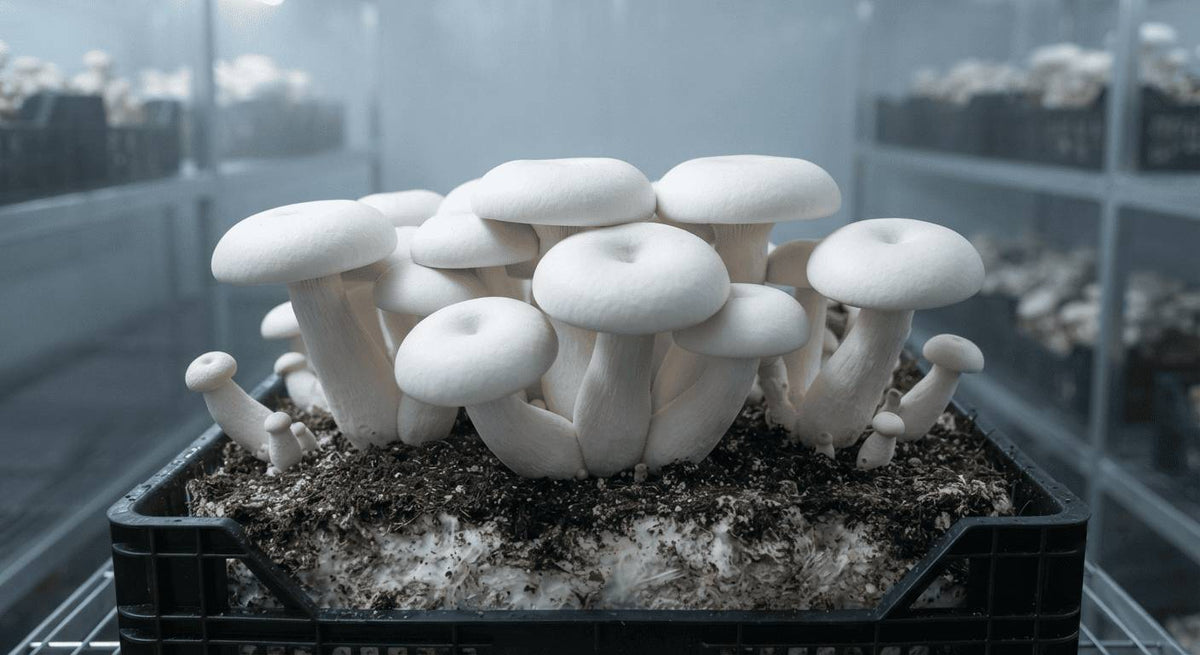 The Ultimate Guide to Growing Milky Mushrooms: Step-by-Step Procedures and Tips