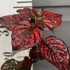 Polka Dot Bicolor Plant (Red) | Hypoestes Brightly Dotted Foliage | Hemigraphis Alternata