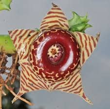 Stapelia Huernia Zebrina (Red &amp;amp; Yellow) live Plant | Collector Choice Plant Live | Excotic Rare Plant