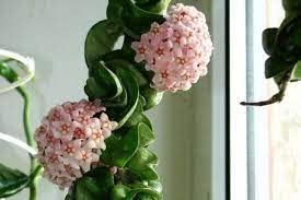 Hoya Compacta (1 String) | Hindu Rope plant | Exotic Rare Collectors Choice Plant