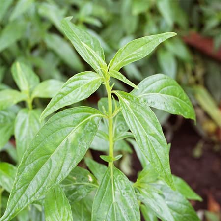 Kalmegh (Andrographis paniculata) | Green Chiretta | Kalpnath | King of Bitters | India Echinacea Plant | Ayurvedic Medicinal Plant with Pot