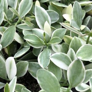 Dischidia Oiantha Varigated Live Plant | Dischidia White Diamond plant | Dischidia Oiantha Varigated Silver Star | Excotic Rare Plant