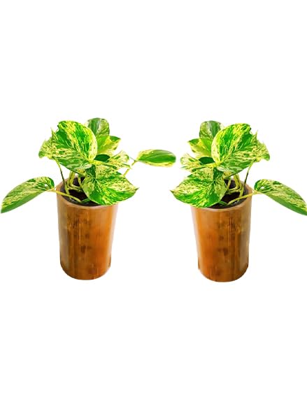 Gachwala Natural Bamboo Planter/Wooden Container - Garden Decoration Planters/Pot for Balcony - Plants Decorative Accessories (Bamboo Container with Plastic Cap (15 to 25 cm) - B8)