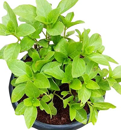 Stevia Live Plant | Tulasi | Sweet Leaves | Stevia Reboudiana | Kitchen Garden Herb | Herbal Plant | Live Plant with Pot