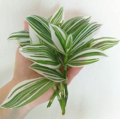 Wandering Jew (tradescantia fluminensis variegata)| Excotic Rare Plant | Hanging Plant | Inch Plant | Live Decorative Rare Plant