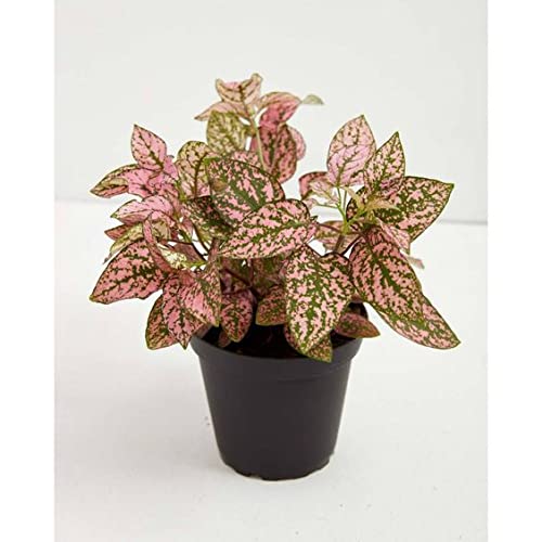 Polka Dot Bicolor Plant (pink) | Hypoestes Brightly Dotted Foliage | Hemigraphis Alternata