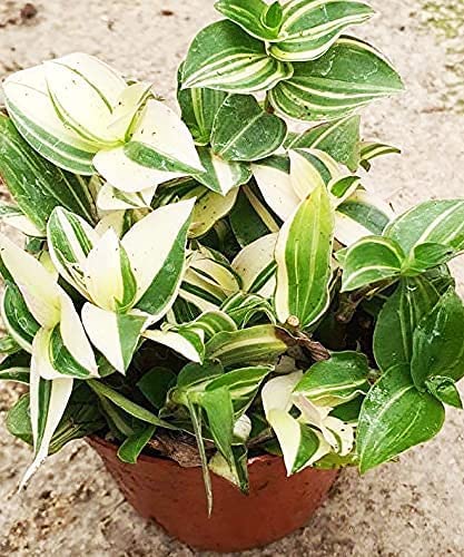 Wandering Jew (Green and White) Live Plant | Hanging Plant | Basket Plant | Live Decorative Rare Plant