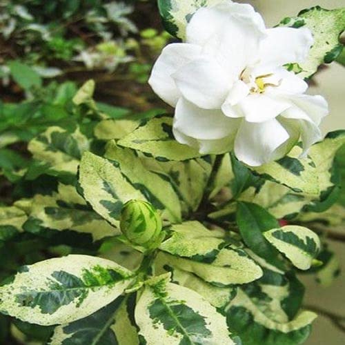 Jasminoides variegated Plant | Gandharaja flower Plant | Exotic Rare Plants