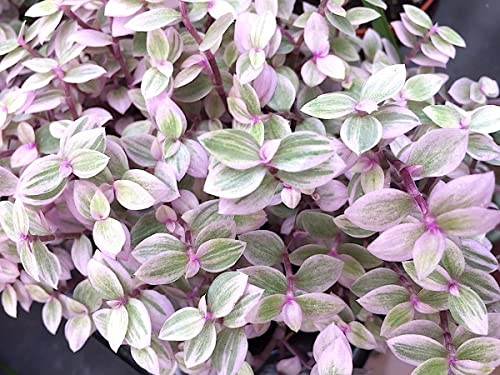 Callisia Pink Lady plant live | Hanging plant | Exotic Rare Plant