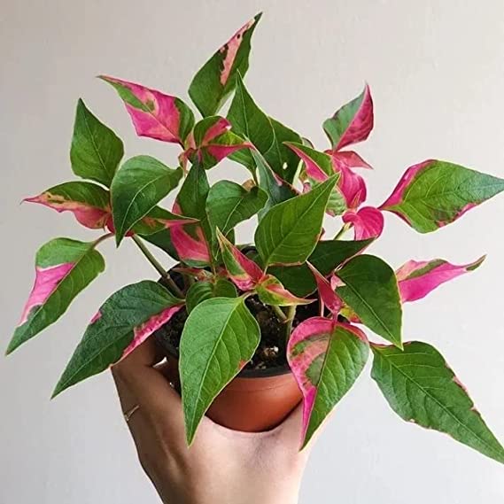 Party Time Plant (Alternanthera ficoidea) | Herbaceous Plant | Exotic Rare Plant | Tropical Plant | Healthy Live Plant with Pot