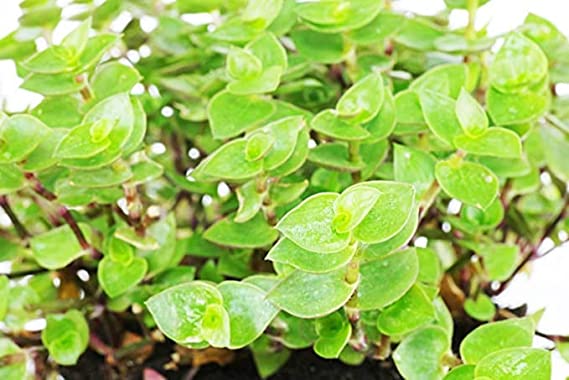 Turtle Vine | Hanging Plant | Evergreen Plant | Callisia repens | Curtain Creeper | Exotic String Plant | Plant for Garden ,Balcony