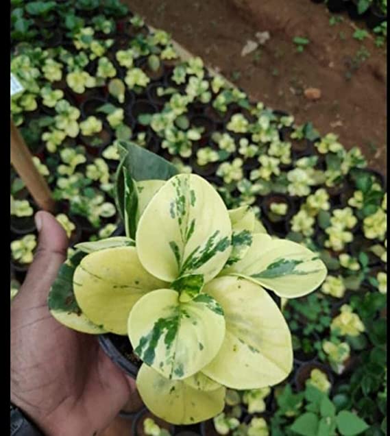 Variegated Peperomia Live Plant (Peperomia obtusifolia) | Baby Rubber Plant | American Rubber Plant | Pepper Face Live Plant with Pot
