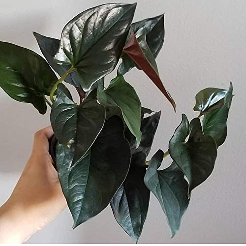 Synogonium Black Live Plant | Arrowhead Vine | Arrowhead Plant | House Plant | 1 Healthy live Plant with pot