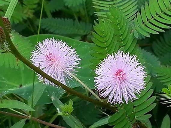 Touch me Not Plant -Lajjavati (Mimosa pudica) | Sensetive Plant | Lajwanti Plant | Chui Mui Plant | 1 Healthy Live Plant with Pot