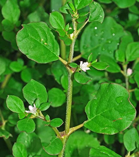 Thazhuthama Punarnava Plant Live, Boerhaavia Diffusa, Punarnava Plant, Ayurvedic Plant, Creeper Plant Live with Pot