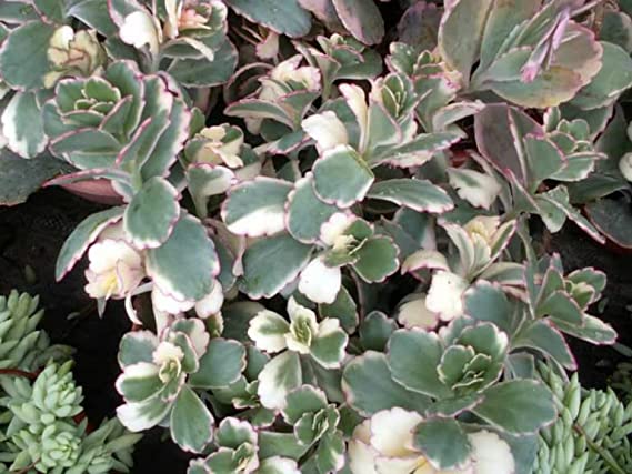 Kalanchoe Variegated | Aurora Borealis | Variegated Lavender Scallops | Exotic Rare Plant | Succulent Plant | 1 Healthy Live Plant with Pot