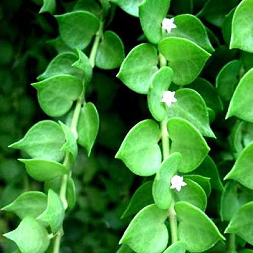 Dischidia Live Plant | Excotic Rare Plant | Million Heart Plant | Live Plants Indoor