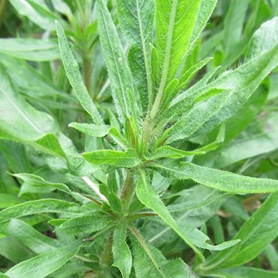 Kulekhara Live Plant (Hygrophila Auriculata) – Kokilaksha, Gokulakanta, Go-kanta, Gokanta, Neeramulli, Swampweeds Plant