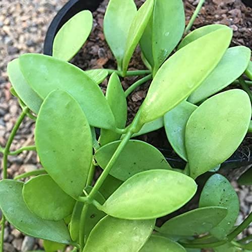 Dischidia Live Plant | Excotic Rare Plant