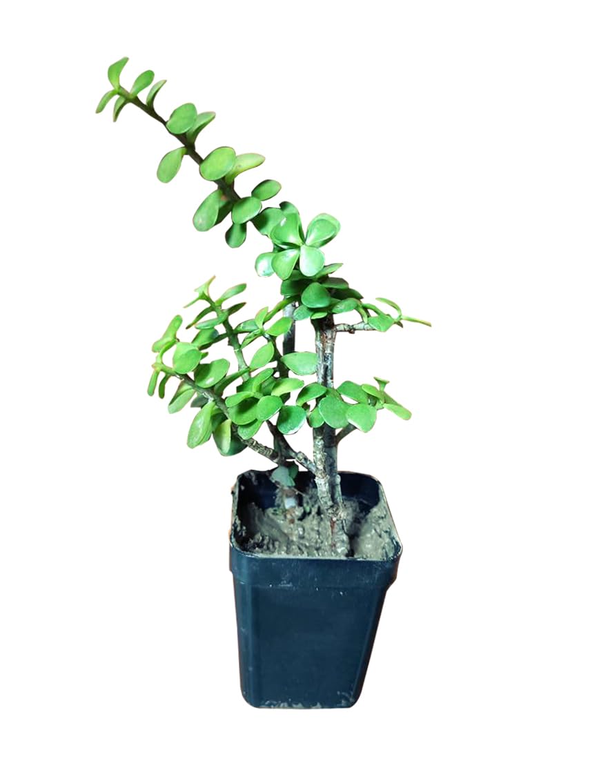 Jade Plant (Crassula ovata) | House Plant | Symbol of Good Luck | Exotic Rare Plant | 1 Healthy Live Plant with Pot