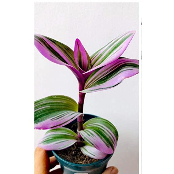 Wandering Jew( Tri Color ) Tradescantia fluminensis | Bubblegum Lilac Plant |Exotic Rare Plant | Hanging Plant 1 Healthy Live Plant with Pot