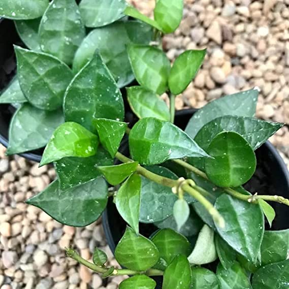 Hoya Krohniana | Exotic Rare Succulent Vine | Wax Plant |1 Healthy Live Plant with Pot