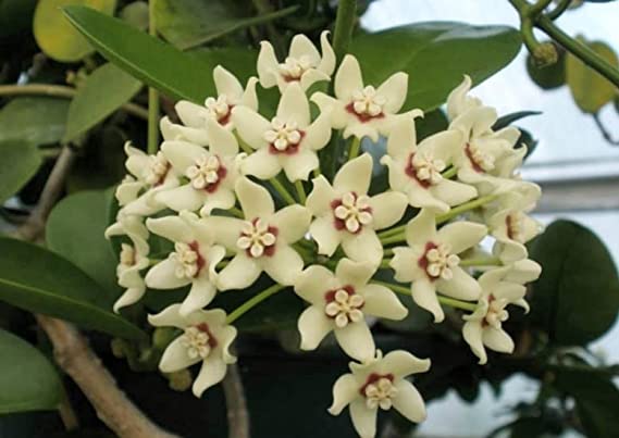 Hoya Australis | Succulent Plant | Exotic Rare Plant | Waxvine Plant | Comon Waxflower | Healthy Live Plant with Pot