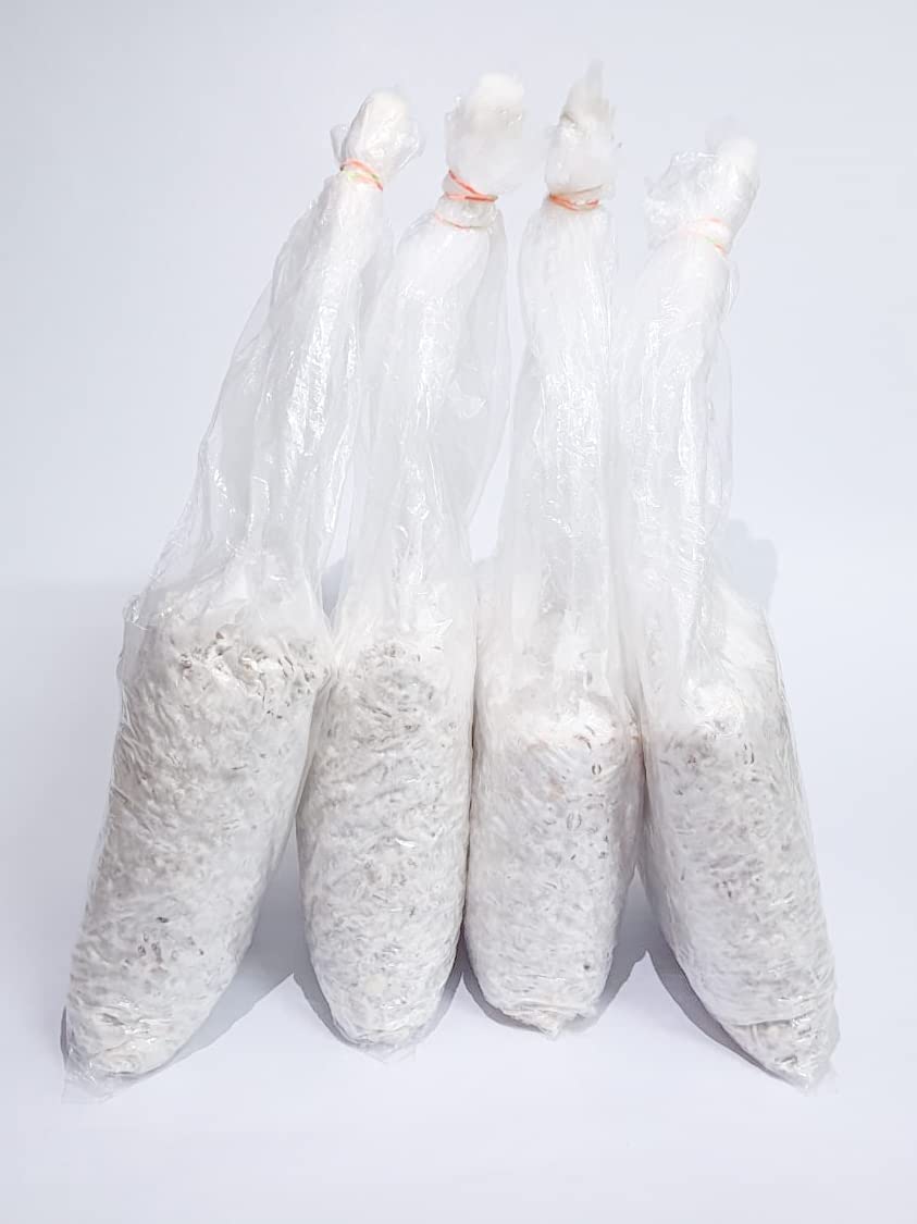 Oyster Mushrooms Spawn / Seeds 200 gm (1 Packet) - Grain Based First Generation High Yield White Mycelium Spores Edible CO2 Variety + 1 PP Bag
