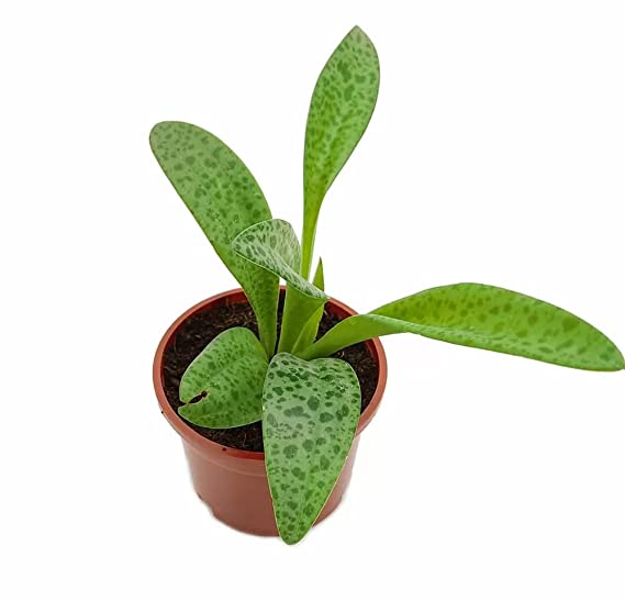 Silver Squill Plant | Leopard Lily Succulent Exotic Indoor Plant | 1 Healthy Live Plant with Pot