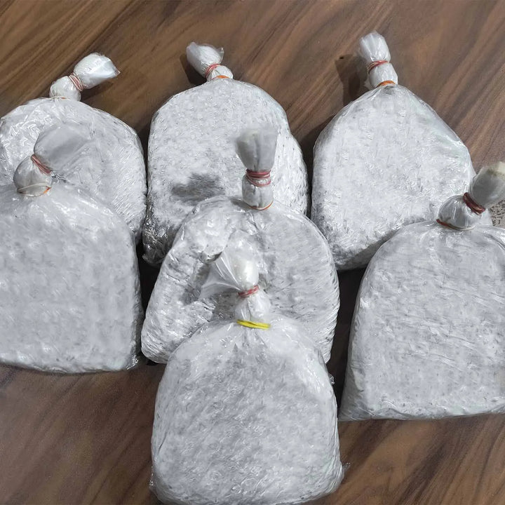 Oyster Mushrooms Spawn / Seeds Approx - 3Kg - Grain Based First Generation High Yield White Mycelium Spores Edible CO2 Variety(13 packets of spawns + 13 PP)