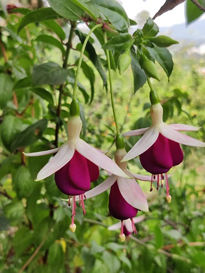 Fuchsia Flower Live Plant - Dancing Doll - Bell Pot Flower - Garden Balcony Lanterns Flower Plant