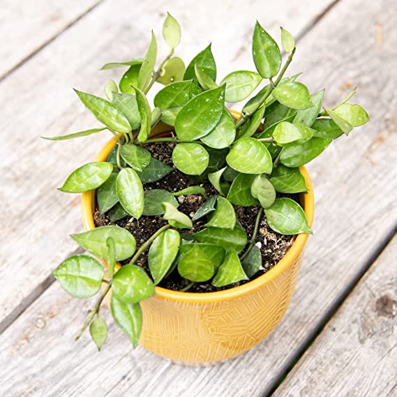 Rare Hoya Krohniana Wax Plant | Collector Choice Plant Live | Excotic Rare Plant | Houseplant | 1 Healthy Live Plant with Pot