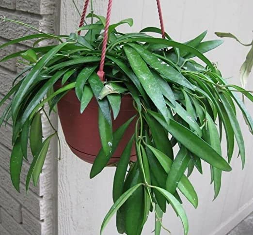 Hoya Kentiana | Exotic Rare Succulent Vine | Pink Variegated Plant | 1 Healthy Live Plant with Pot