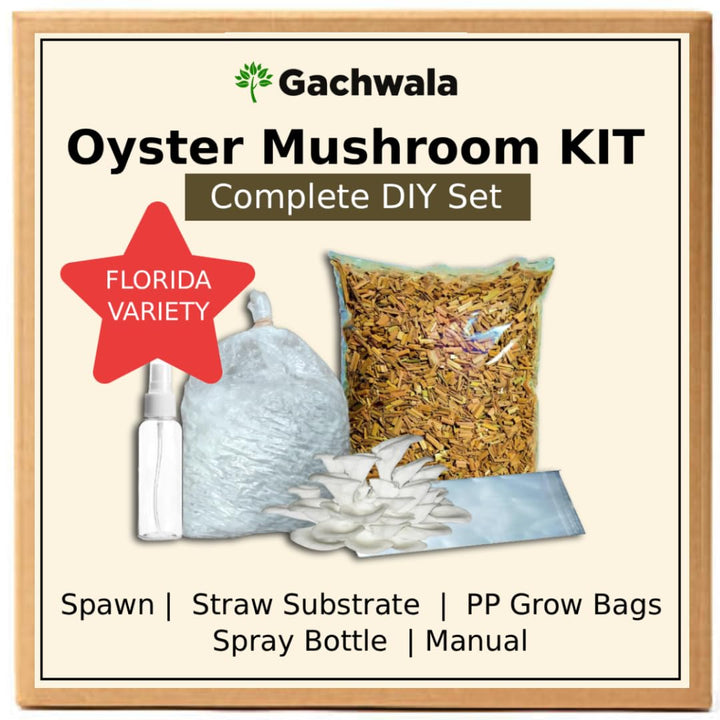 Gachwala Out of the Box Mushroom Grow Kit, (Spawn 400 Gm + 2 PP Bags+ Straw), Oyster Mushroom Growing Kit, 1st Generation High Yield White Mushroom for Kitchen, Garden